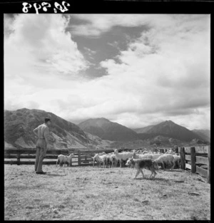Sheep awaiting dipping at Grasmere Station, near Cass, Canterbury, with mountains in the background