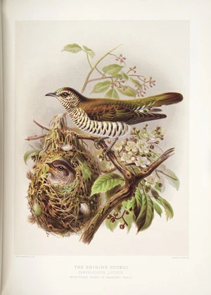 Keulemans, John Gerrard 1842-1912 :The shining cuckoo / J G Keulemans delt. & lith. [Plate XV]; [Judd & Co. Limited Imp. London 1888]