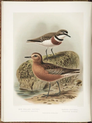 Keulemans, John Gerrard 1842-1912 :New Zealand dottrel. Banded dottrel. / J G Keulemans delt. & lith. [Plate XXV]; [Judd & Co. Limited Imp. London 1888]