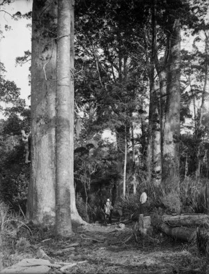 In a kauri forest, Northland Region