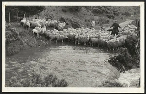 John Apperley fording Coast Road with sheep, Wainuiomata