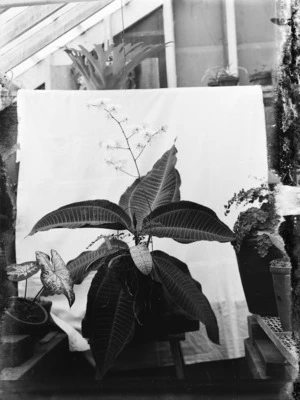 Potted plants, including a caladium and an orchid