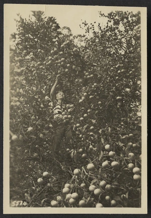 Man harvesting oranges, Raoul Island