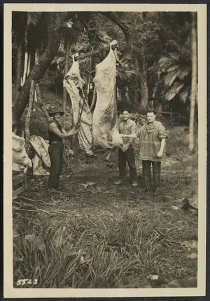 Three men and butchered cattle beast, Raoul Island