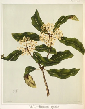 Featon, Sarah Anne, 1848-1927 :Tarata - Pittosporum eugenioides / S. Featon. Bock and Cousins Chromo-Litho. Plate No. 9. [Wellington, 1889]