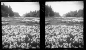 Field of daffodils, unidentified location