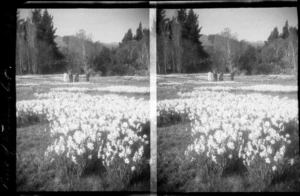 Unidentified people in a field of daffodils, unknown location