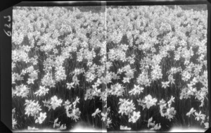 Field of daffodils, unidentified location