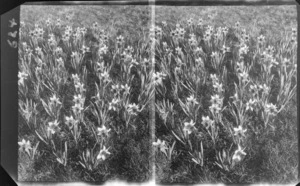 Field of daffodils, unidentified location