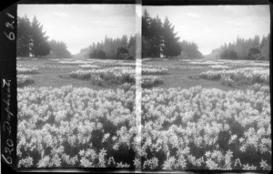 Field of daffodils, unidentified location