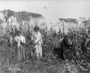 Maori man, woman and children gathering maize, Nelson region