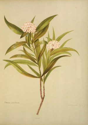 Hetley, Georgina Burne, 1832-1898 :Pimelia longifolia. Plate 7. Leighton Brothers lith. [1888]