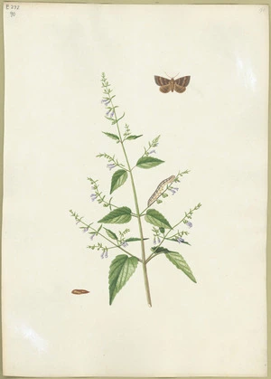 Abbot, John, 1751-1840 :Brown barred moth. [ca 1818]