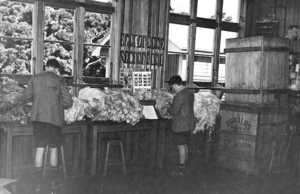 Woolclassing training, possibly at Feilding Agricultural High School