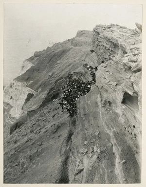 Goats on steep terrain, Raoul Island