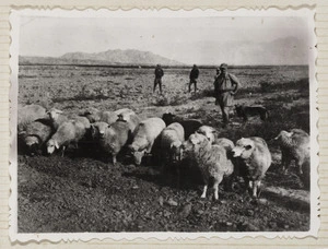 Rewi Alley with sheep, Shandan, Gansu, China