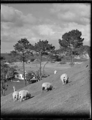 Sheep on hillside and house amongst trees