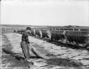 Man laying out flax fibre in a paddock for drying and bleaching