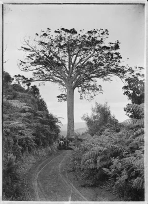 The Lone Kauri tree on the West Coast Road, North Auckland.
