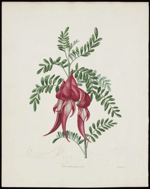 Tayler, Miss, fl 1800s :Clianthus puniceus / Miss Tayler del. [London? ca 1850?]