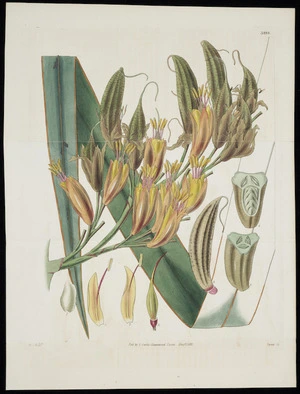 Hooker, William Jackson (Sir), 1785-1865 :[New Zealand flax, phormium tenax. Plate] 3199. W J H delt; Swan sc[ulpsit]. Pub. by S Curtis, Glazenwood Essex, 12 Decr 1832