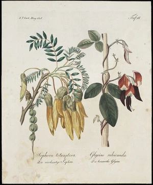 Artist unknown :Sophora tetraptera, die vierkantige Sophora; Glycine rubicunda, die braunrothe Glycine. Taf. 12. A. T. Gart. Mag 1808.