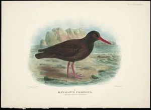 Keulemans, John Gerrard, 1842-1912 :Haematopus fuliginosus (Black oystercatcher). J G Keulemans, del. Witherby & Co., [1913-1914]