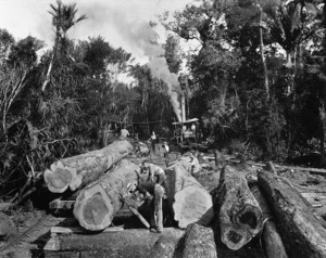 Northland bush scene, with kauri logs ready for transportation