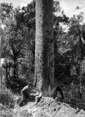 Men sawing down a kauri tree