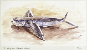 Hunter, Norman Mitchell, b 1859 :Flying fish (Exocoetus volitans). 24/6/[18]82.