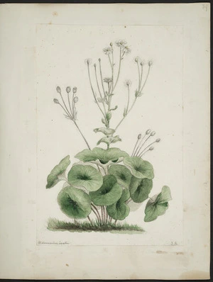 [Buchanan, John] 1819-1898 :Ranunculus lyallii. [1850s?]