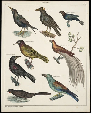 Oken, Lorenz, 1779-1851 :Kraehen. Vogel VIII, Taf. 80. Oken's Allgemeine Naturgeschichte VII, Zoogolie [sic]. Th. Soltukow, lith [1839-1841?]