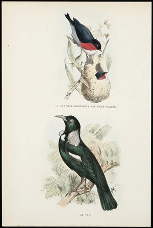 Artist unknown :De Kortbek-Honigvogel van Nieuw-Holland; De Poe [ca 1820?]