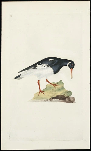 [Edwards, George], 1694-1773 :Pied oyster-catcher. [Plate] C3. [ca 1790].