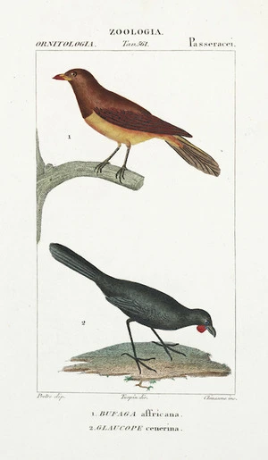 Pretre, I? G? :1. Bufaga affricana; 2. Glaucope cenerina. Pretre dip.; Turpin dip.; Chiussone inc. Zoologia, Ornitologia, Tav. 561 - Passeracei [1837?]