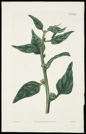 Curtis, John, 1791-1862 :Tetragonia expansa. Horned tetragonia or New Zealand spinach. N 2362. J Curtis del. Pub by S Curtis, Walworth, Nov 1 1822. Weddell sc.