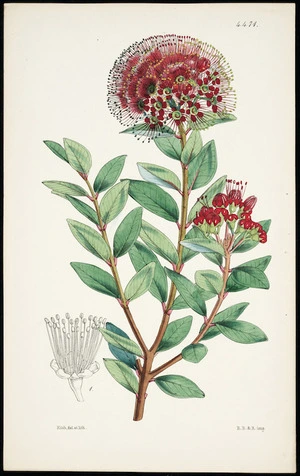 Fitch, Walter Hood, 1817-1892 :Metrosideros robusta, A. Cunn. 4471. Fitch del et lith.; R.B. & R. imp. [1849]