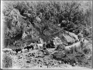 Bullock teams hauling wool, Waipiro Bay, East Coast