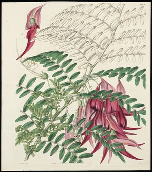 Fitch, Walter, 1817-1892 :Clianthus puniceus. Crimson glory-pea. [Plate] 3584. W Fitch delt. Pub. by S Curtis, Glazenwood, Essex, July 1, 1837. Swan sc.