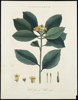 Artist unknown :Pittosporum; gold-flowered pitch-seed. Engraved for the Encyclopaedia Londinensis, 1824.