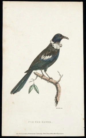 Griffith, M, fl 1811 :Poe bee eater. M Griffith sculp[sit]. 1811, Novr 1. London, Published by G Kearsley, Fleet Street & the other Proprietors [Plate] 22.