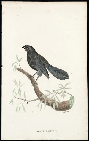Griffith, M, fl 1811 :Wattle-bird. [Plate] 42. Griffith sculp[sit. 1811 ... London, Published by G Kearsley, Fleet Street & the other Proprietors].