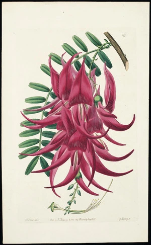 Hart, J T, fl 1830s :Clianthus puniceus, crimson clianthus. [Plate] 397. J T Hart delt, pub. by J Ridgway & Sons, 169 Piccadilly, Aug 1837. G Barclay sc[ulpsit]