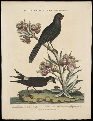Pass, John, 1783?-1832 :Glareola, glaucopis and gnaphalium; the Austrian pratincole, cinereous wattle bird, and the choice gnaphalium. J Pass sc[ulpsit]. London, published as the Act directs, Novr 14, 1807 by J Wilkes.