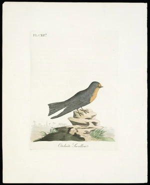 Artist unknown :Otaheite swallow. Pl[ate] CXII. [Welcome swallow. ca 1800]