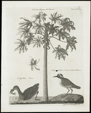 Bell, Andrew, 1726-1809 :Carica, papaw tree, female; colymbus, diver; charadrius, New Zealand plover. A Bell, Prin. Wal. sculptor fecit [ca 1797]