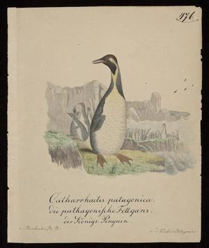 [Endler, Friedrich Gottlob], 1763-1830? :Catharrhactes patagonica die pathagonische Fettgans der Konigs-Penguin, n[ach] Bertuchs B[ilder]B[uche] a[us] d[em] Kustens Patagonien [ca 1809-1824]