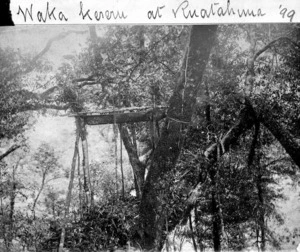 Maori trap for wood pigeons, in a tree at Ruatahuna