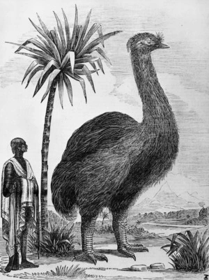 Artist unknown :Moa. [See page 13]. The Illustrated Sydney news. December 16. 1865. [page] 12.