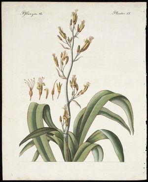 Artist unknown :Der neuseelandische Flachs (phormium tenax); Lin de la Nouvelle-Selande [sic]. Pflanzen CL; Plantes CL Vol VIII, no 78 [Weimar? 1798-1830?]